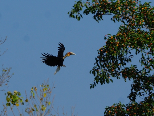Wreathed Hornbill