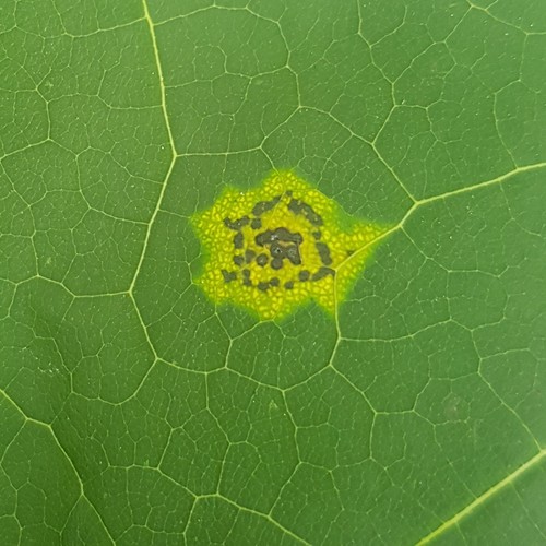 Black Tar Spot