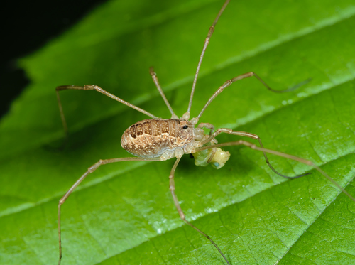 Spring Harvestman