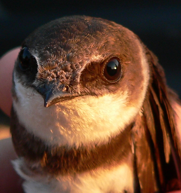 Bank Swallow