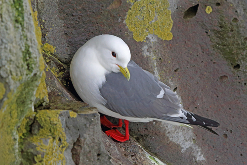 Red-legged Kittiwake
