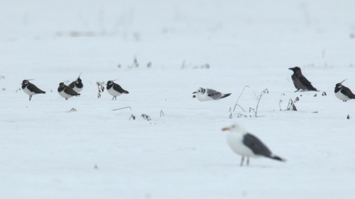 Black-legged Kittiwake
