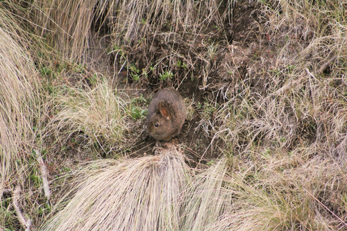 Volcano Rabbit