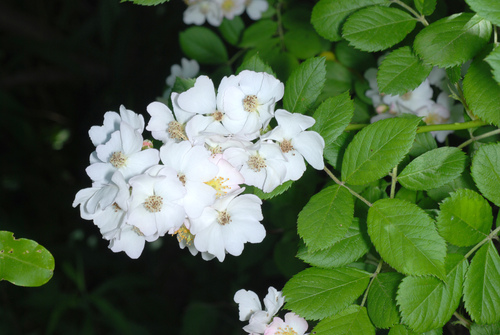 Multiflora rose