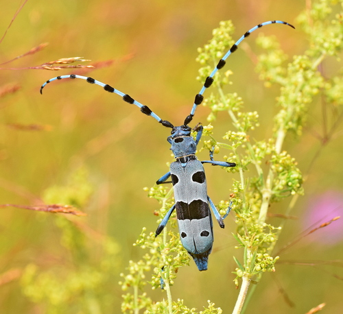Alpine longhorn Rosalia