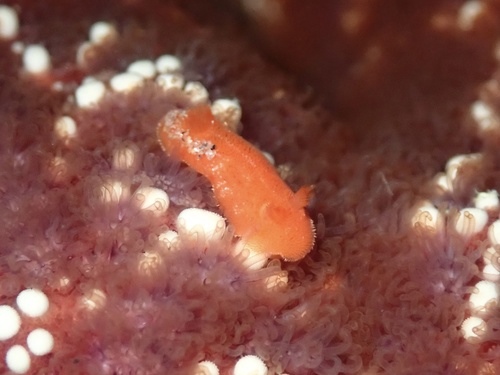 Red Sponge Dorid