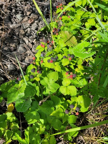 Black raspberry