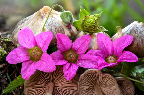 Salmonberry