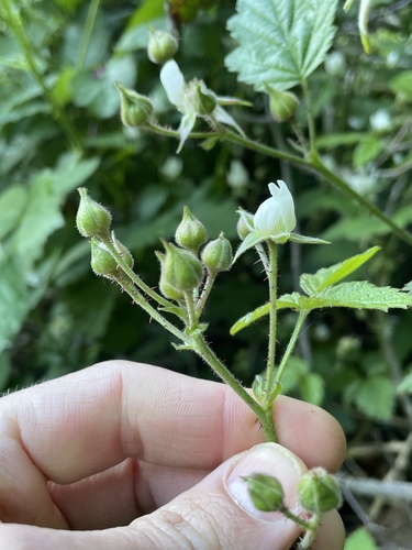 Trailing blackberry