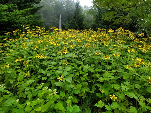 Cutleaf coneflower
