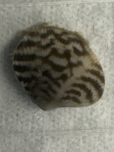 Japanese Littleneck