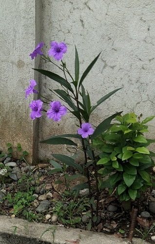 Mexican Ruellia