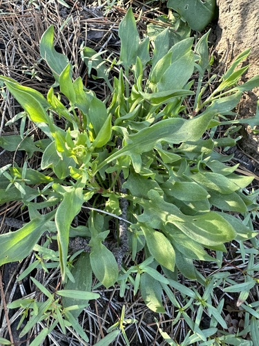 Sheep's sorrel