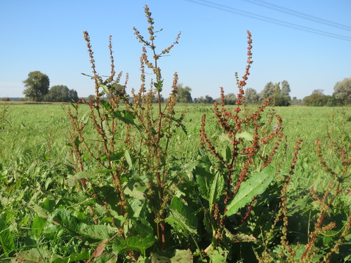 Broad-leaved dock