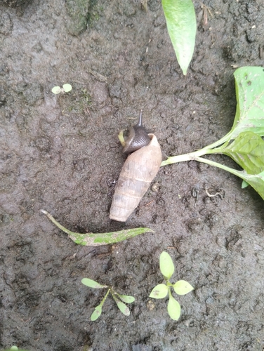 Decollate Snail