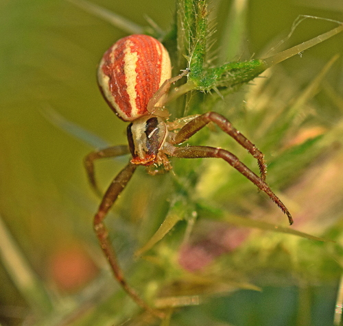 Runcinia grammica
