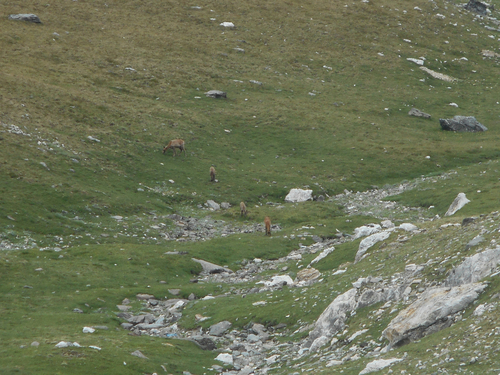 Pyrenean Chamois