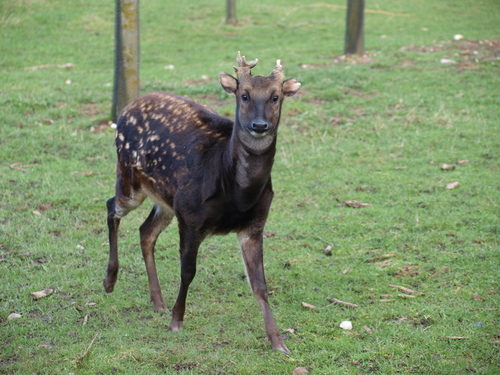 Philippine Spotted Deer