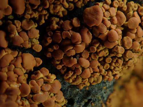 Elegant Sunburst Lichen