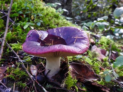 Shellfish-scented Russula