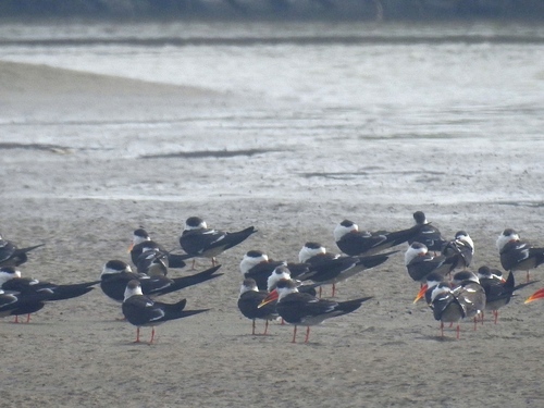 Indian Skimmer