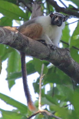 Brazilian Bare-faced Tamarin