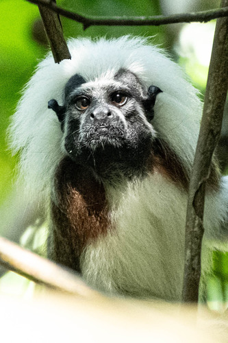 Cotton-headed Tamarin