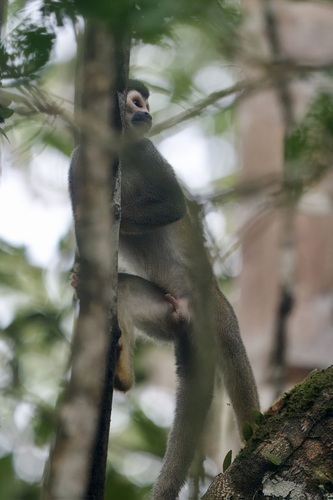 Ecuadorian Squirrel Monkey