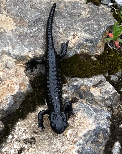 Alpine Salamander