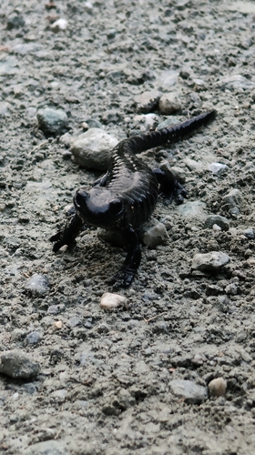 Lanza's Alpine Salamander