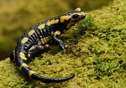 Fire Salamander
