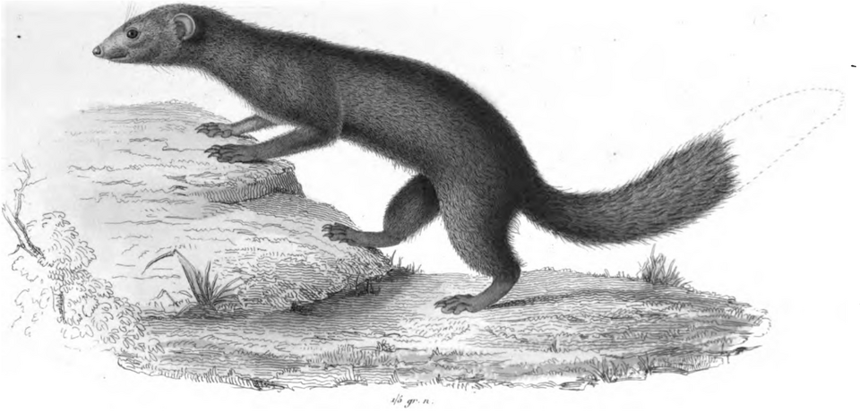 Brown-tailed Vontsira