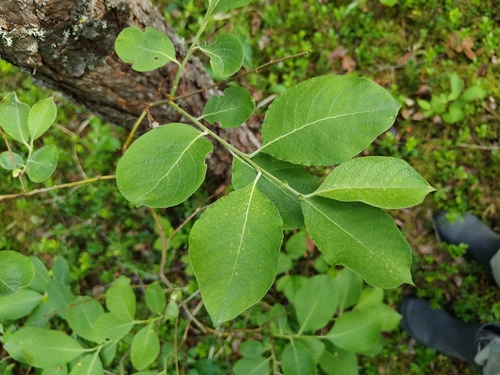 Goat willow