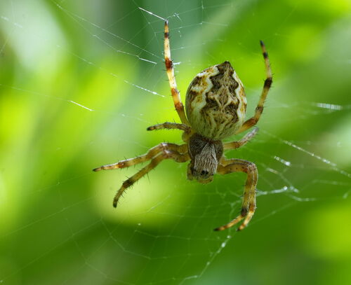Sooty Orbweaver