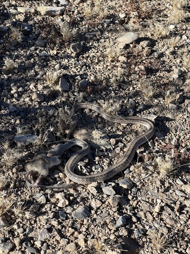 Western Patch-nosed Snake