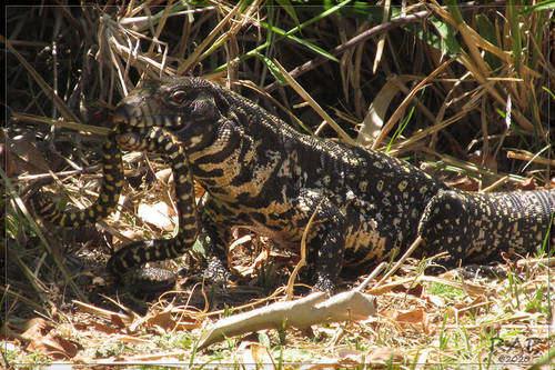 Argentine Black-and-white Tegu