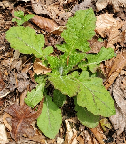 Lyreleaf sage