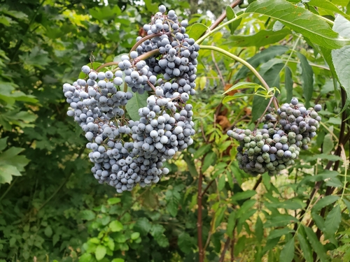 Blue elder