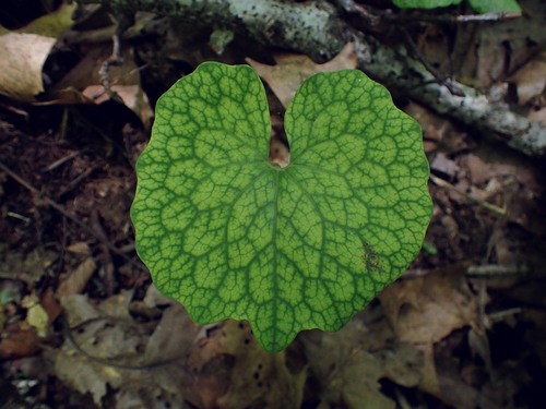 Bloodroot