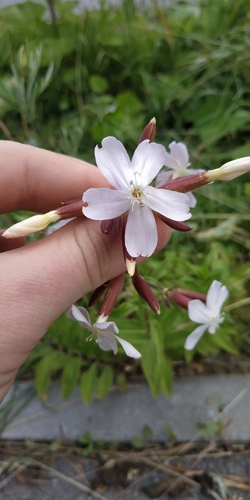 Common soapwort