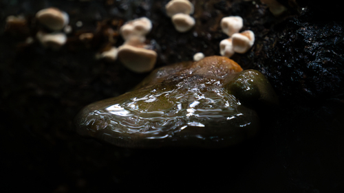 Late Oyster