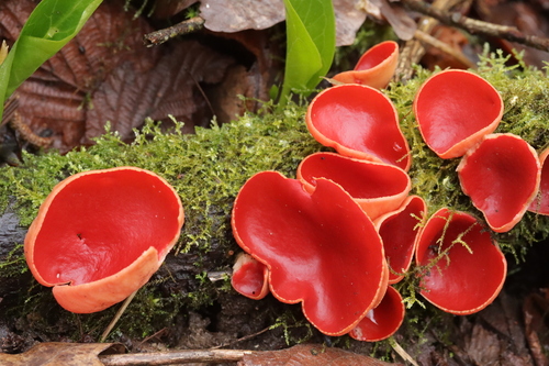 Scarlet Elfcup