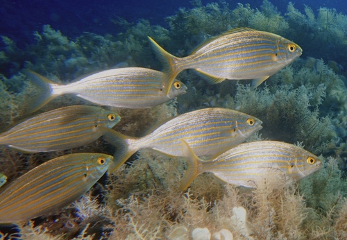 Salema Porgy