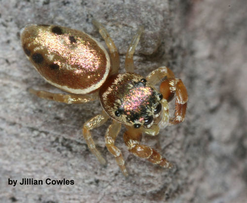 Buttonhook Leafbeetle Jumping Spider