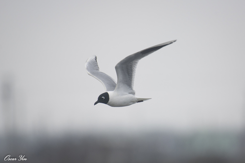 Saunders's Gull