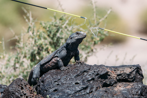 Common Chuckwalla