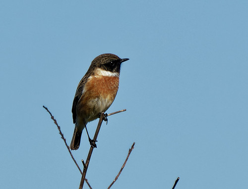 European Stonechat