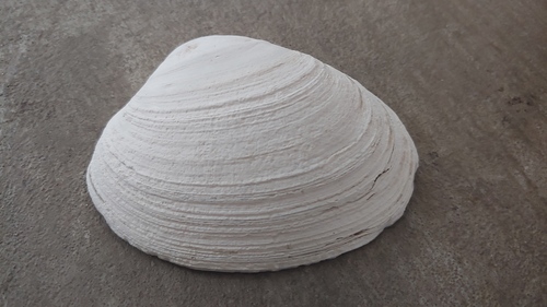Butter Clam