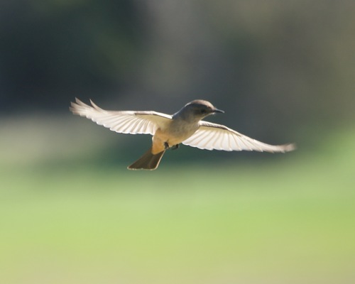 Say's Phoebe