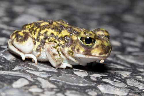 Couch's Spadefoot